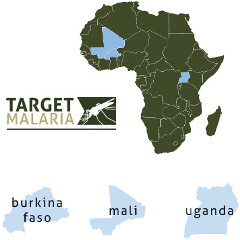 Target Malaria project