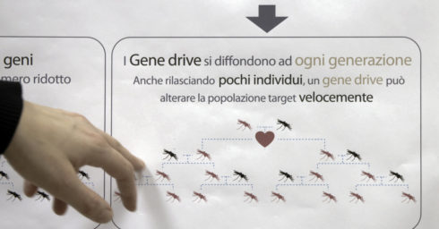 gene drive zanzare anopheles polo ggb