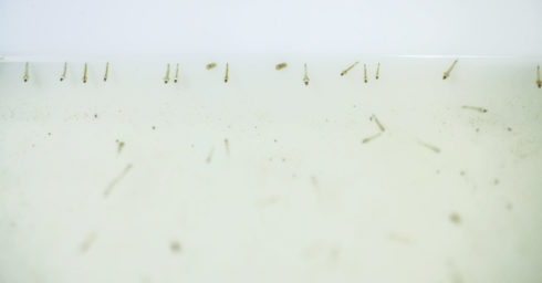 malaria project mosquitoes climatic chambers polo ggb