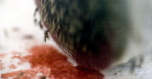 mosquitoes anopheles target malaria project polo ggb