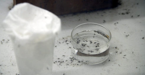 zanzare anophele progetto target malaria polo ggb