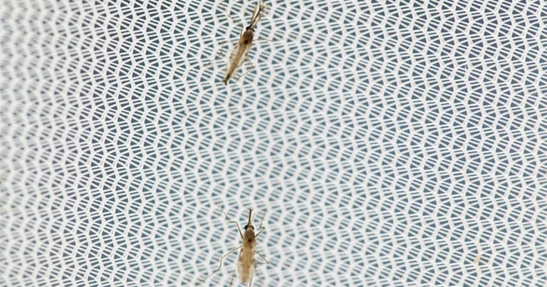 Mosquitoes inside a cage: UP male and UNDER female mosquitoes.