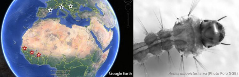SURVEILLANCE OF MOSQUITO HABITATS ACROSS EUROPE AND AFRICA