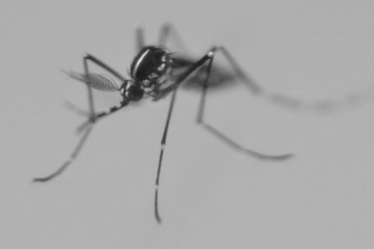 Zanzara - Mosquito